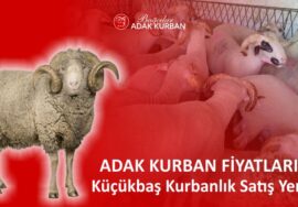 adak kurban fiyatları - adak kurban 2025 fiyatları - adaklık koç koyun fiyatları