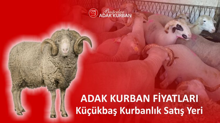adak kurban fiyatları - adak kurban 2025 fiyatları - adaklık koç koyun fiyatları