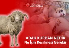 adak nedir ne için kesilmesi gerekir - adak kesim kuralları - adak kesim yeri - adak satış yeri