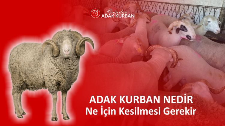 adak nedir ne için kesilmesi gerekir - adak kesim kuralları - adak kesim yeri - adak satış yeri
