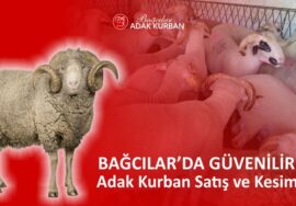 güvenilir adak kurban satış ve kesim yeri, bağcılar da adak kurban satış ve kesim merkezi, adak kurban fiyatları