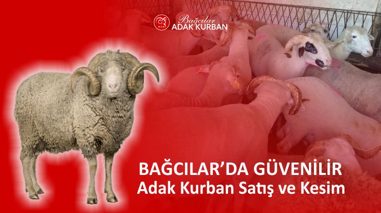 güvenilir adak kurban satış ve kesim yeri, bağcılar da adak kurban satış ve kesim merkezi, adak kurban fiyatları